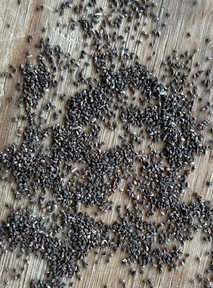 Clarkia bottae, Punchbowl Godetia Seed Pack