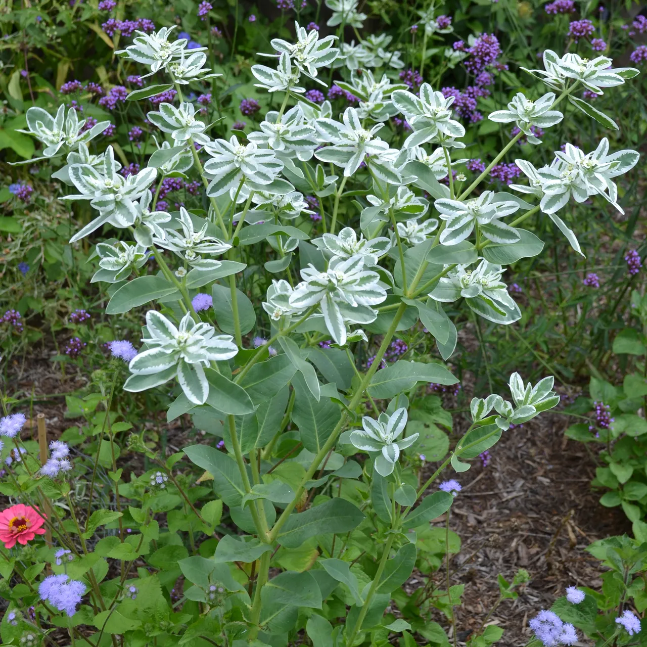 Snow-on-the-Mountain Seeds (Euphorbia marginata)